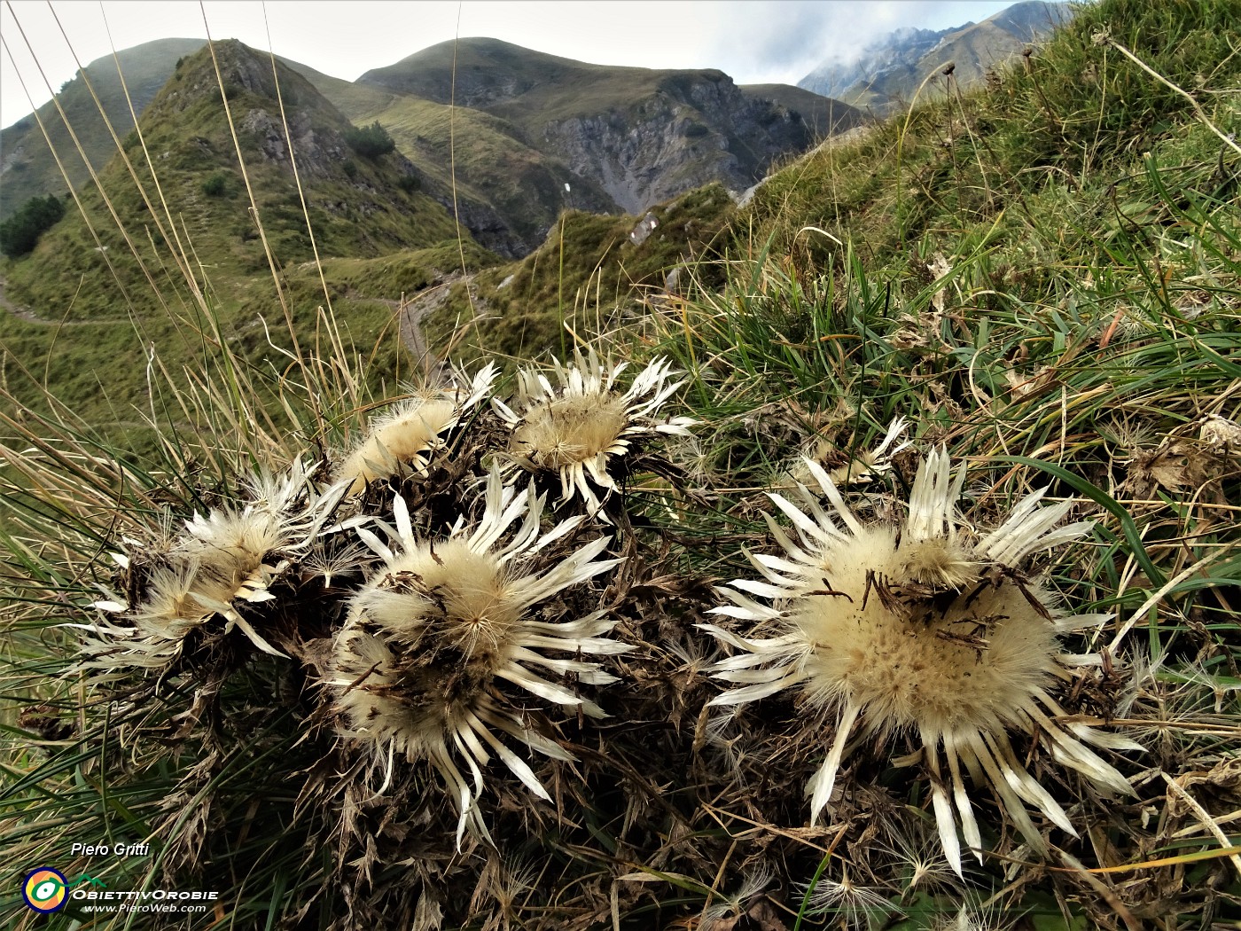 51 Cardo dargento (Carlina acaulis).JPG